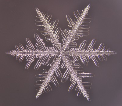 雪結晶の顕微鏡写真(羊歯状六花) 雪結晶の顕微鏡写真(羊歯状六花)